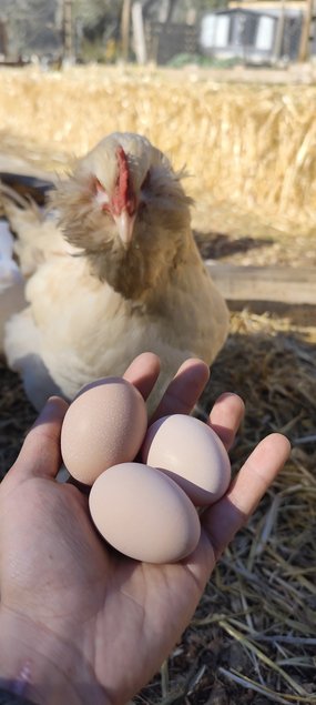 Faverolles x Cémani