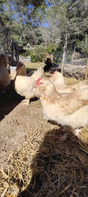 Faverolles x Cémani