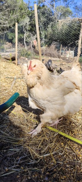 Faverolles x Cémani