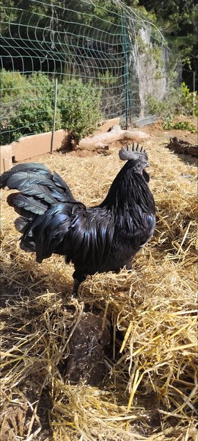 Faverolles x Cémani