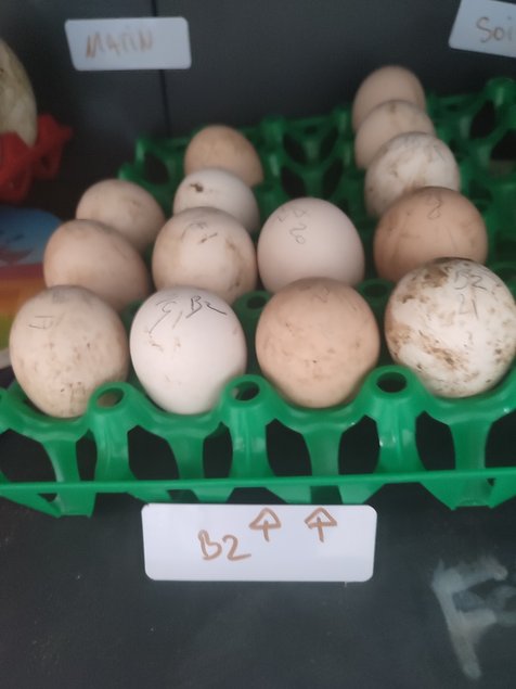 Oeufs de race poule de barbezieux