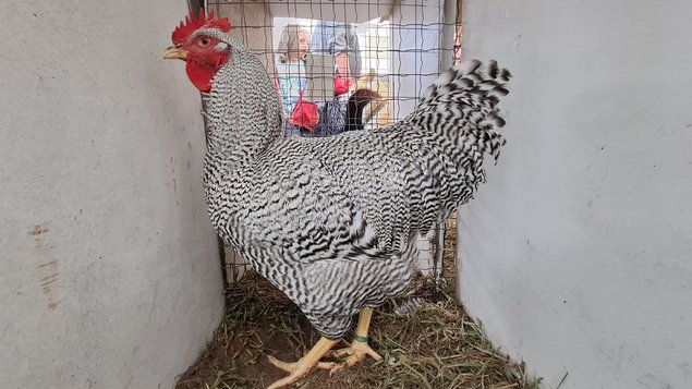 Amrock Barré (grande race)