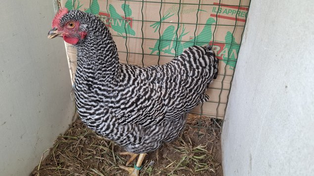 Amrock Barré (grande race)