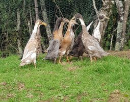 🦆 Oeufs fécondés Canard Coureur indien