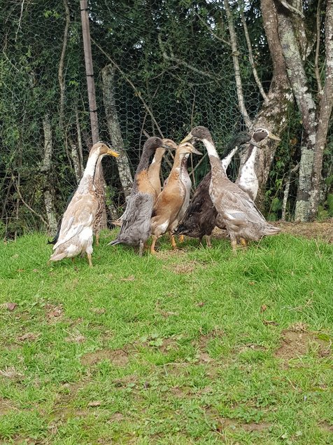 🦆 Oeufs fécondés Canard Coureur indien