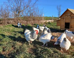 Oeufs Sussex Blanche Herminé Noir