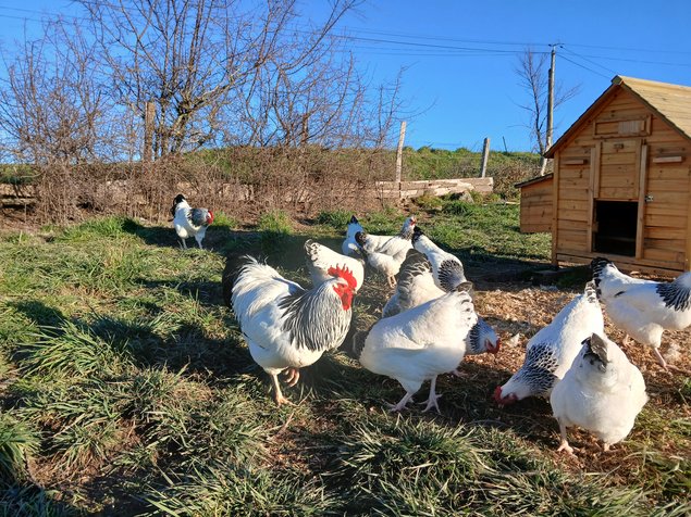 Oeufs Sussex Blanche Herminé Noir