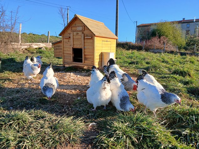 Oeufs Sussex Blanche Herminé Noir