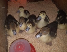 🦆 Canard Barbarie ( oeufs fécondés)