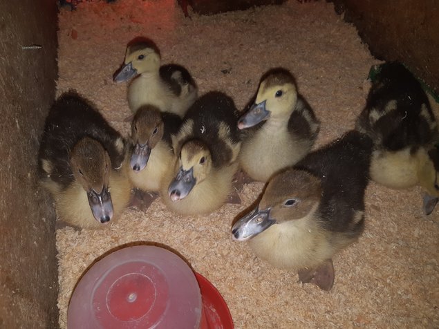 🦆 Canard Barbarie ( oeufs fécondés)