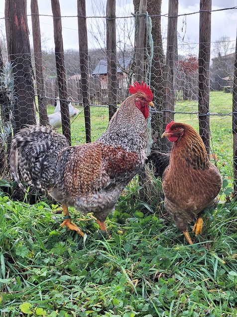 Oeufs à couver Poule de Bielefeld saumon coucou doré rouillé