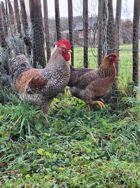 Oeufs à couver Poule de Bielefeld saumon coucou doré rouillé