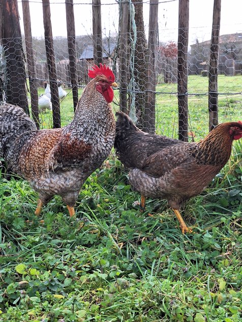 Oeufs à couver Poule de Bielefeld saumon coucou doré rouillé