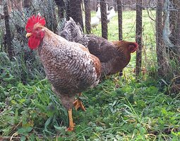 Oeufs à couver Poule de Bielefeld saumon coucou doré rouillé