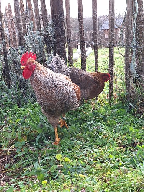 Oeufs à couver Poule de Bielefeld saumon coucou doré rouillé