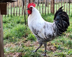 Oeufs à couver Bresse Gauloise grise