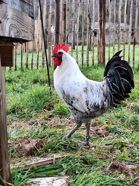 Oeufs à couver Bresse Gauloise grise