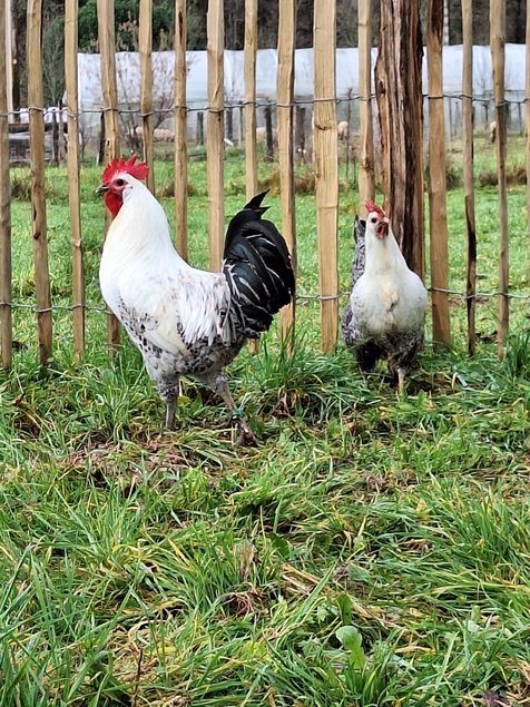 Oeufs à couver Bresse Gauloise grise