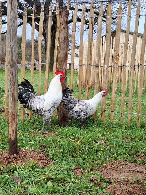 Oeufs à couver Bresse Gauloise grise