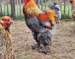 oeufs à couver Brahma perdrix dorée maillé