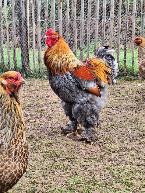 oeufs à couver Brahma perdrix dorée maillé