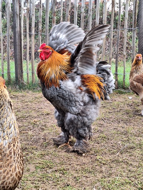 oeufs à couver Brahma perdrix dorée maillé