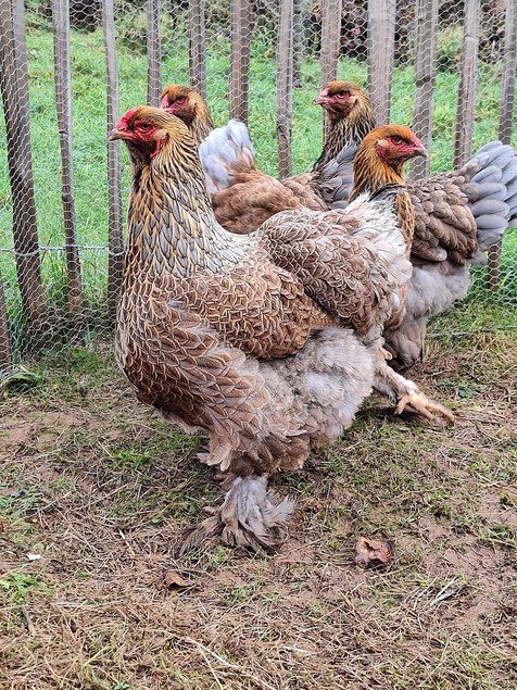 oeufs à couver Brahma perdrix dorée maillé