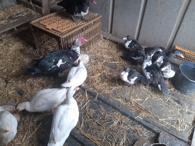 🦆 Canard Barbarie ( oeufs fécondés)