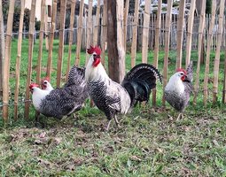 Oeufs à couver Breakel Argentée