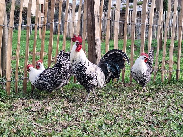 Oeufs à couver Breakel Argentée