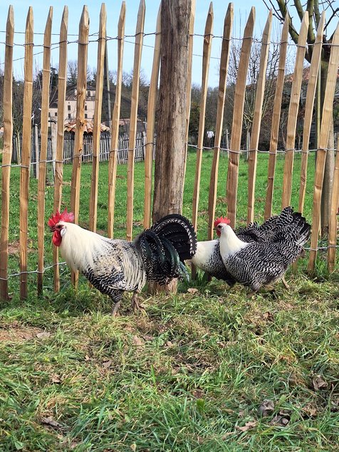 Oeufs à couver Breakel Argentée
