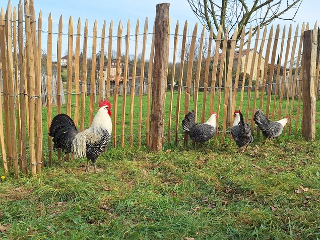 Oeufs à couver Breakel Argentée