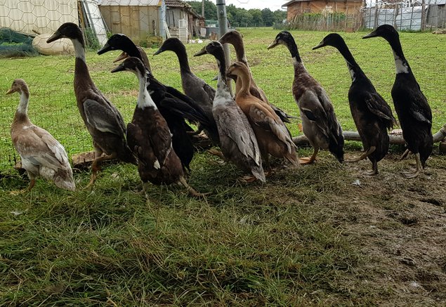 🦆 Oeufs fécondés Canard Coureur indien