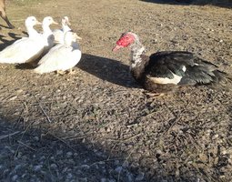🦆 Canard Barbarie ( oeufs fécondés)