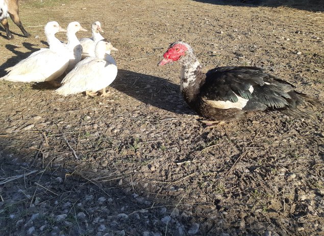 🦆 Canard Barbarie ( oeufs fécondés)