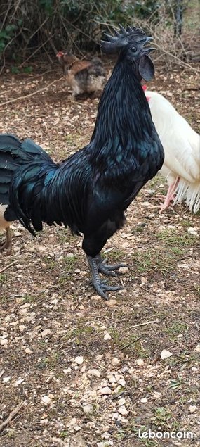 Faverolles x Cémani