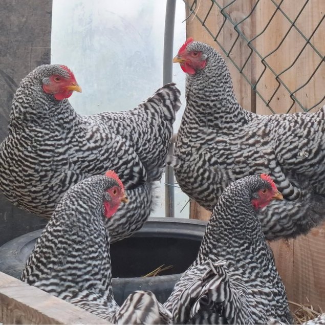 Amrock Barré (grande race)