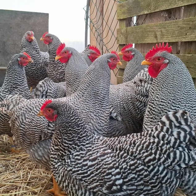 Amrock Barré (grande race)