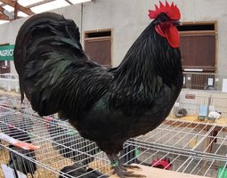 Orpington Australienne