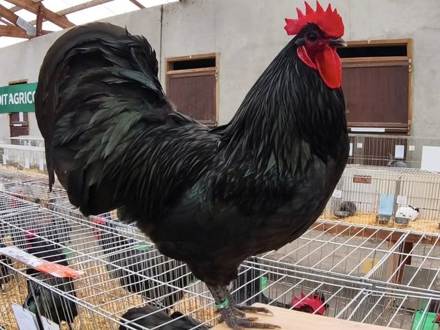 Orpington Australienne