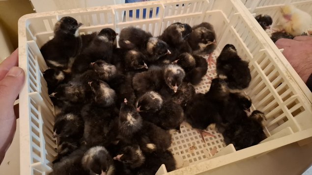 Amrock Barré (grande race)