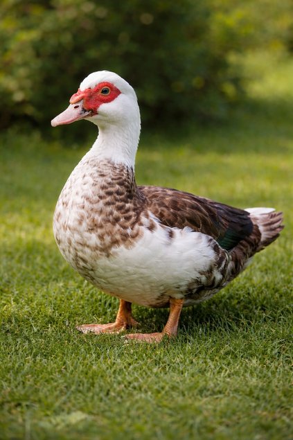 Œufs de Canard Barbarie Fécondés – Pour Incubation