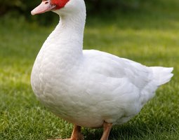 Œufs de Canard Barbarie Fécondés – Pour Incubation