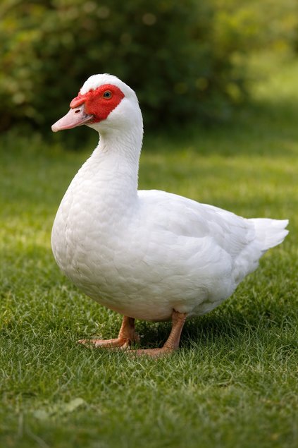 Œufs de Canard Barbarie Fécondés – Pour Incubation