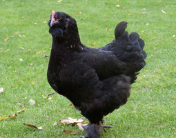 Faverolles x Cémani