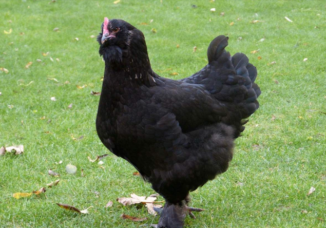 Faverolles x Cémani