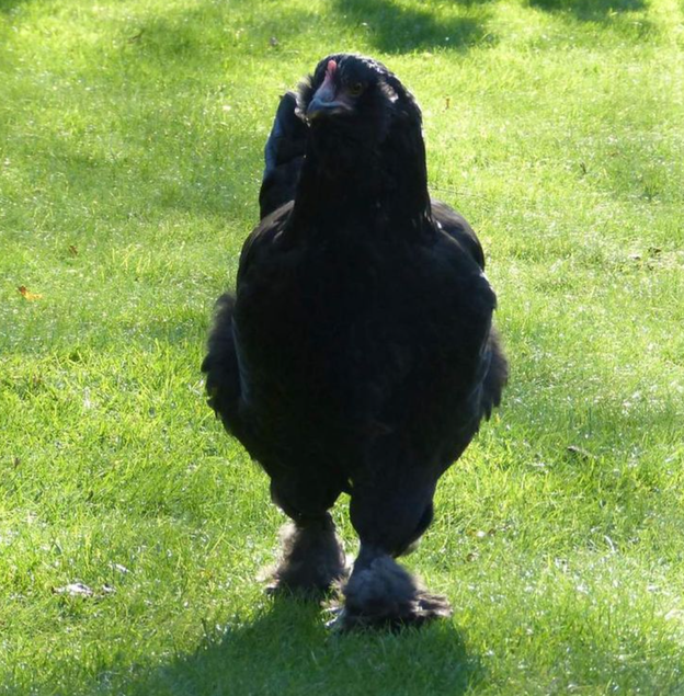 Faverolles x Cémani