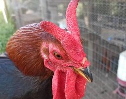 Cornuta di Caltanissetta 🇮🇹