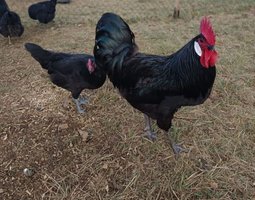 Oeufs de race poule de barbezieux