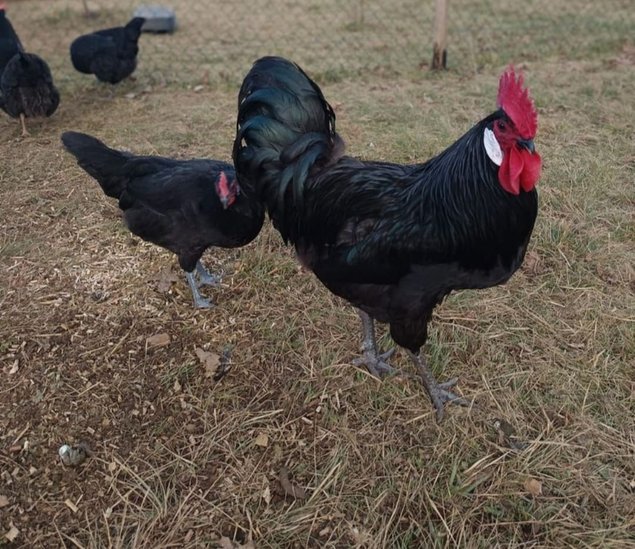 Oeufs de race poule de barbezieux